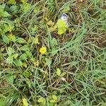 Thunbergia alataBlodyn