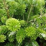 Abies koreana Leaf