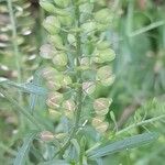 Lepidium virginicum फल