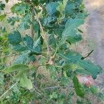Quercus garryana Leaf