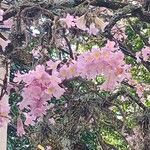 Tabebuia heterophylla Flower