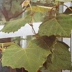 Rhoicissus tomentosa Leaf