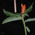 Costus lima 果