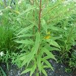 Doellingeria umbellata Hoja