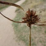 Cyperus capitatus Fruit