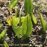 Ophioglossum azoricum Buveinė