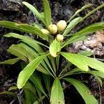 Pittosporum deplanchei Habitus