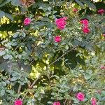 Rosa gallica 形態