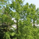 Metasequoia glyptostroboides ശീലം