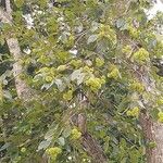 Camptotheca acuminata Blüte