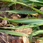 Paspalum dilatatum Leaf