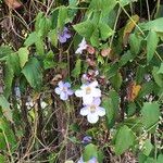 Thunbergia laurifolia फूल