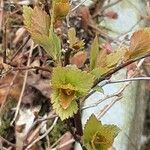 Physocarpus opulifolius Folio