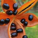 Sterculia monosperma 果實