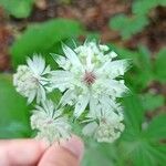 Astrantia majorFlower