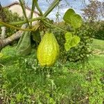 Sicyos edulis Fruit