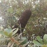 Banksia praemorsa Leaf