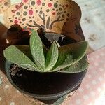 Gasteria pillansii Yaprak