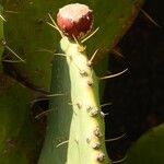Opuntia hyptiacantha