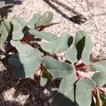 Euphorbia peplis Flor