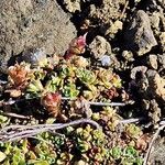 Saxifraga oppositifoliaFlors