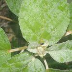 Croton argenteus Blatt