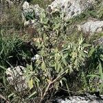 Phlomis purpureaList