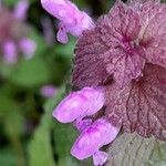 Lamium purpureum Flower