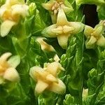 Platycladus orientalis 花