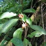 Drymonia serrulata Fleur