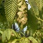 Ostrya carpinifolia Leaf