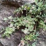 Teucrium rotundifolium Leaf