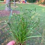 Cyperus hortensis Hábito