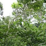 Pericopsis elata Habitat