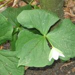 Trillium flexipes 形态