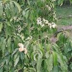 Cornus hongkongensis Συνήθη χαρακτηριστικά