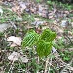 Dioscorea villosa Blatt