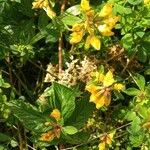 Lotus pedunculatus Fiore