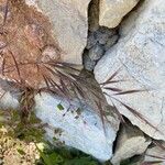 Bromus rubens Leaf