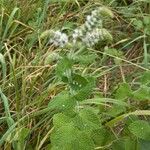 Mentha × villosa Blomst