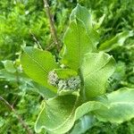 Asclepias viridiflora Fuelha