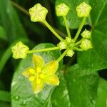 Cynanchum insipidum Blüte