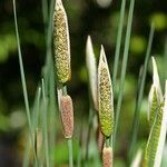 Typha minima Virág