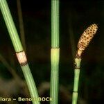 Equisetum × moorei Plod