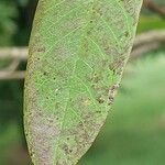 Cladrastis sinensis Hoja