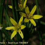 Gagea reverchonii Floare