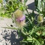 Dipsacus fullonumFlower