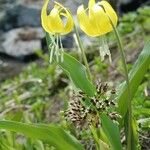Erythronium grandiflorum 花