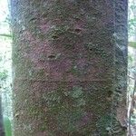 Abarema gallorum Ŝelo