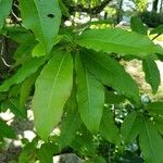 Oxydendrum arboreum List